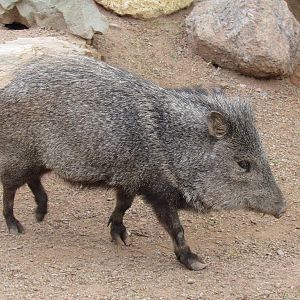 Arizona Trail - Collared Peccary