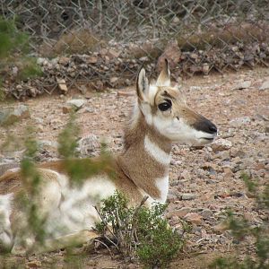 Arizona Trail - Pronghorn