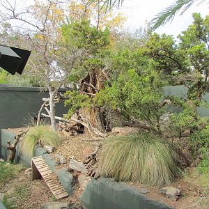 Arizona Trail - White-nosed Coati Exhibit