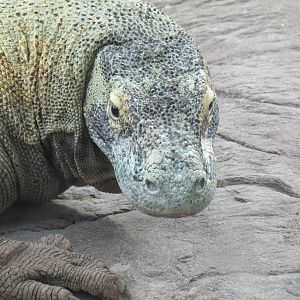 Tropics Trail - Komodo Dragon