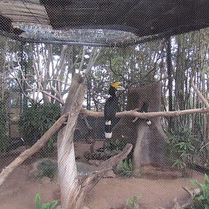Tropics Trail - Rhinoceros Hornbill Exhibit
