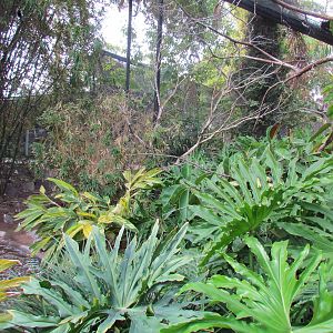 Tropics Trail - Walkthrough Aviary