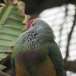 Tropics Trail - Marianna Fruit Dove