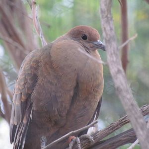 Tropics Trail - White-breasted Ground Dove