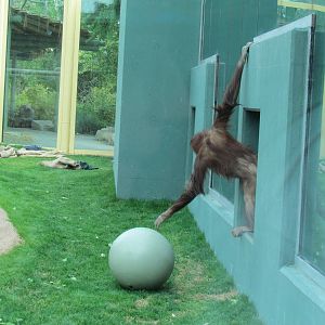 Tropics Trail - Orang Hutan: People of the Forest