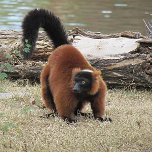Africa Trail - Red Ruffed Lemur