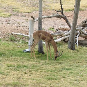 Africa Trail - Gerenuk