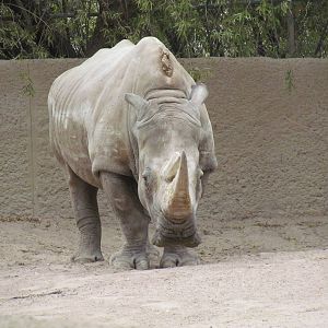 Africa Trail - Southern White Rhinoceros