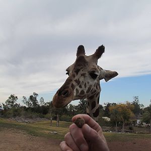 Africa Trail - Reticulated Giraffe feeding