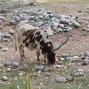Africa Trail - Ankole-Watusi Cattle