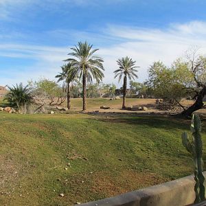Africa Trail - Grevy's Zebra Exhibit
