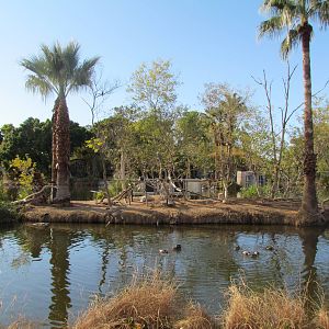 Africa Trail - Ring-tailed Lemur Island