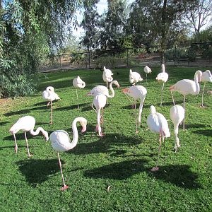 Africa Trail - Greater Flamingo Exhibit