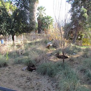 Tropics Trail - Maned Wolf and Giant Anteater Exhibit