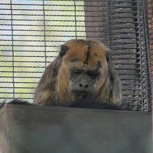 Tropics Trail - Black Howler Monkey