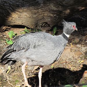 Tropics Trail - Crested Screamer