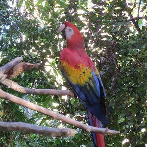 Tropics Trail - Scarlet Macaw