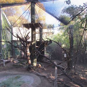 Tropics Trail - Black-handed Spider Monkey Exhibit