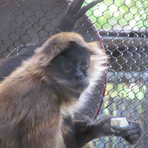 Tropics Trail - Black-handed Spider Monkey