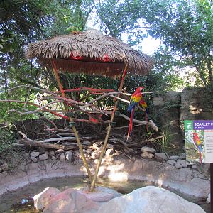 Tropics Trail - Scarlet Macaw Exhibit