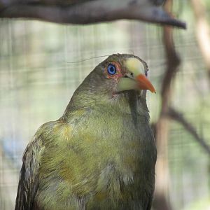 Tropics Trail - Green Oropendola