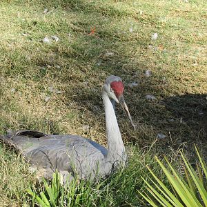 Tropics Trail - Sandhill Crane