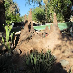 Tropics Trail - Rhinoceros Iguana Exhibit