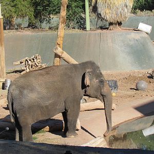 Tropics Trail - Asian Elephant