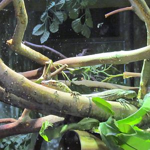 Children's Trail - Bush House