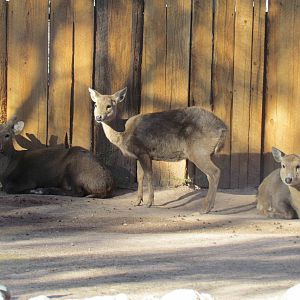 Children's Trail - Calamian Deer