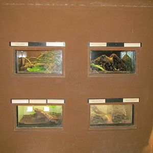 Children's Trail - Invertebrate Exhibits