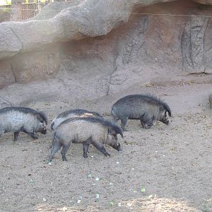 Children's Trail - Visayan Warty Pig