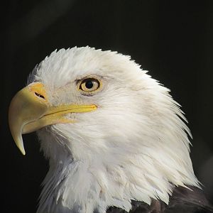 Children's Trail - Bald Eagle