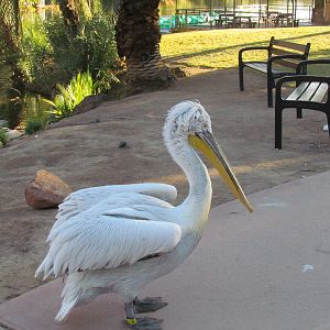 Children's Trail - Dalmatian Pelican