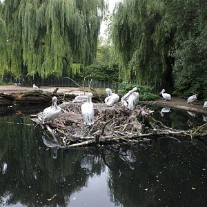 ZOO Antwerpen - Hippotopia (Pelicans)