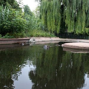 ZOO Antwerpen - Hippotopia (Hippo exhibit)
