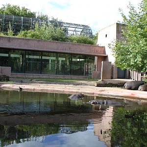 ZOO Antwerpen - Hippotopia (Hippo exhibit)
