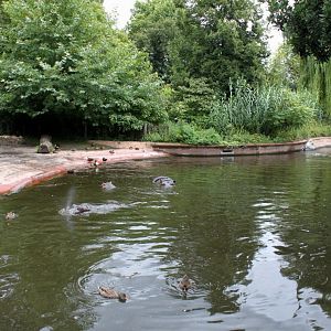 ZOO Antwerpen - Hippotopia (Hippo exhibit)
