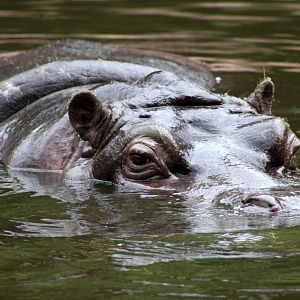 ZOO Antwerpen - Hippotopia (Hippo)