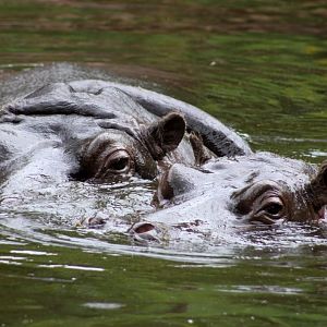 ZOO Antwerpen - Hippotopia (Hippos)