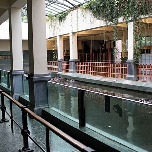 ZOO Antwerpen - Hippotopia (Hippo House)