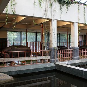 ZOO Antwerpen - Hippotopia (Hippo House)