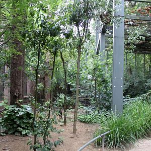 ZOO Antwerpen - Hippotopia (Walkthrough Aviary)