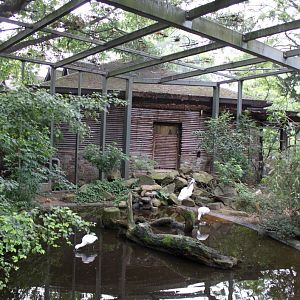 ZOO Antwerpen - Hippotopia (Walkthrough Aviary)