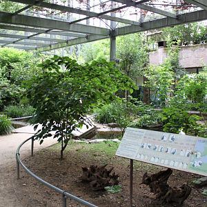 ZOO Antwerpen - Hippotopia (Walkthrough Aviary)