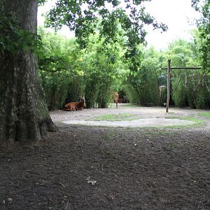 ZOO Antwerpen - Bongo exhibit