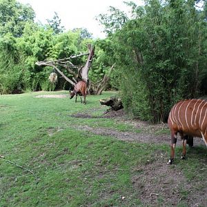 ZOO Antwerpen - Bongo exhibit
