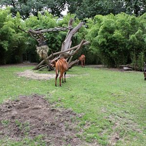 ZOO Antwerpen - Bongo exhibit