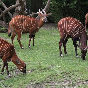 ZOO Antwerpen - Bongos