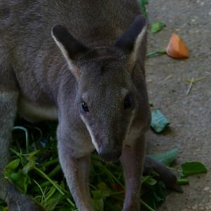 Dusky pademelon
